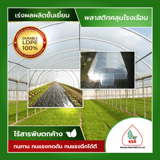 พลาสติกคลุมโรงเรือนใส UV 7% (แบ่งขาย)