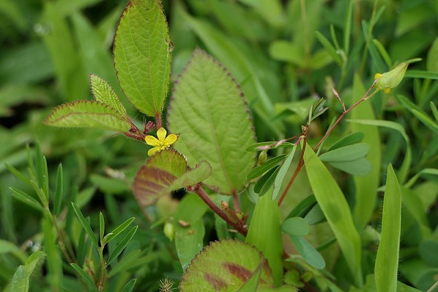 2. วัชพืชใบกว้าง (Broadleaf Weeds)