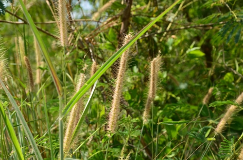 1. วัชพืชใบแคบ (Grass Weeds)