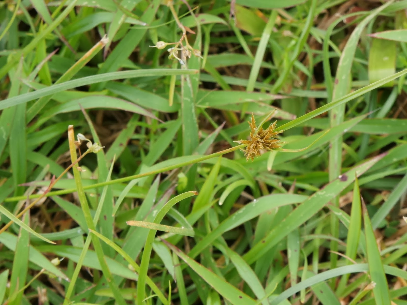 3. วัชพืชกก (Sedge Weeds)