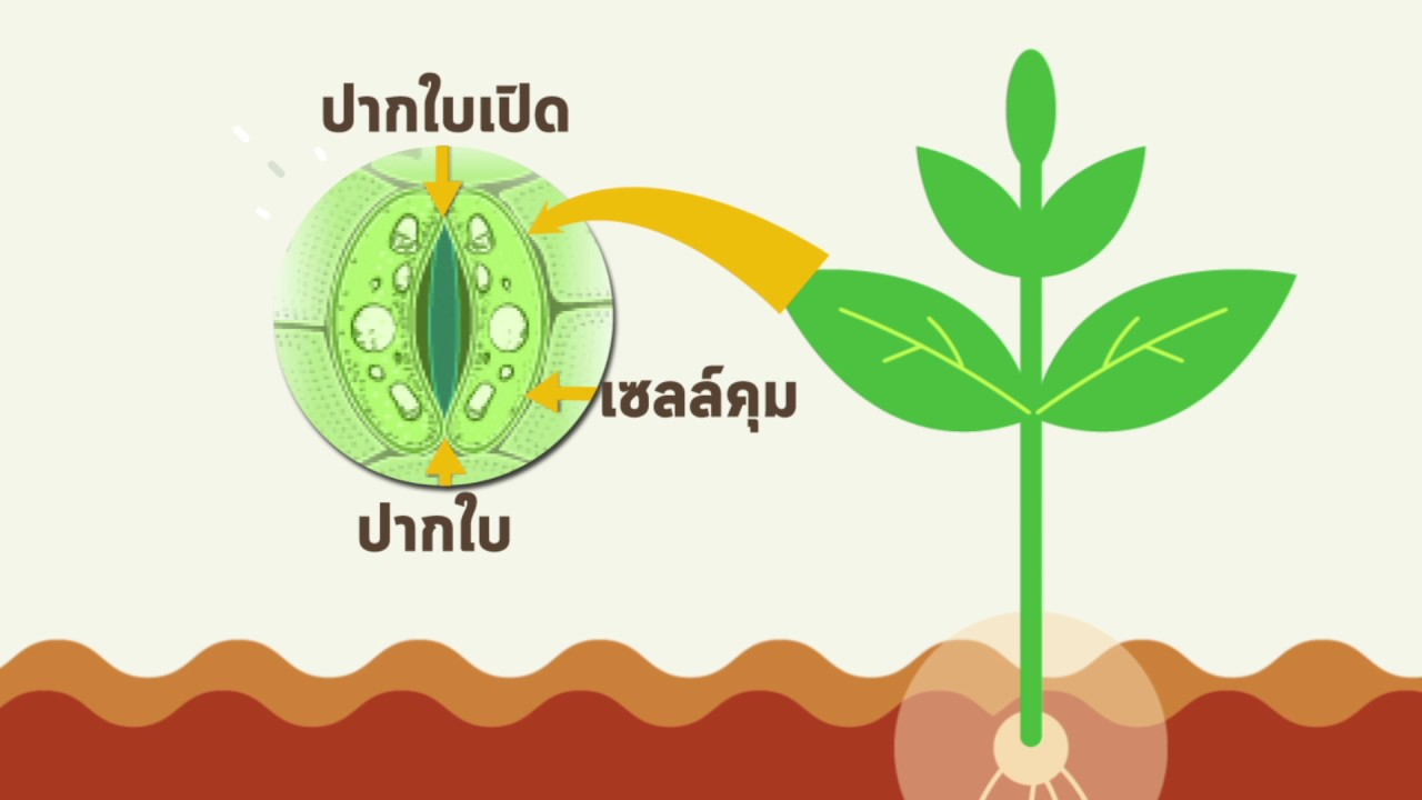 หลักการใส่ปุ๋ยที่มีประสิทธิภาพ