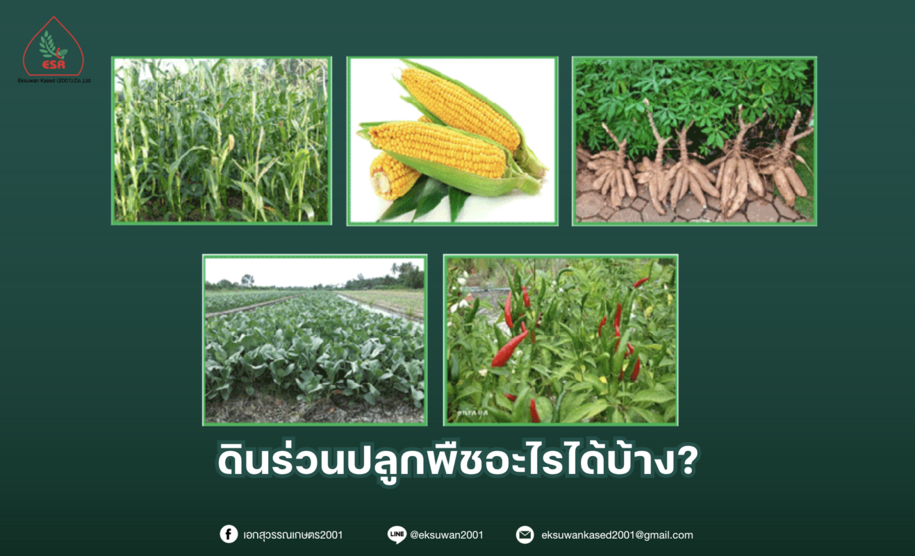 ดินร่วนปลูกพืชอะไรได้บ้าง?