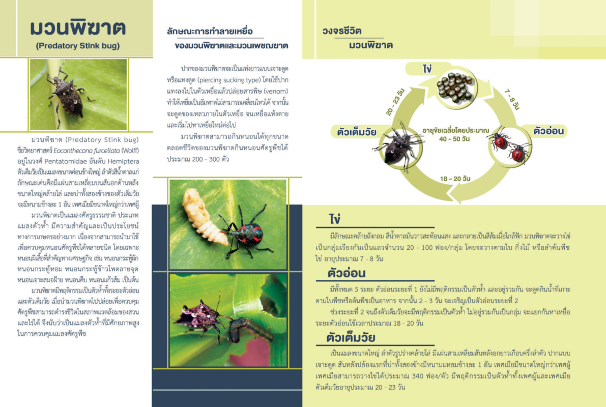 ประเภทและชนิดของมวนพิฆาต