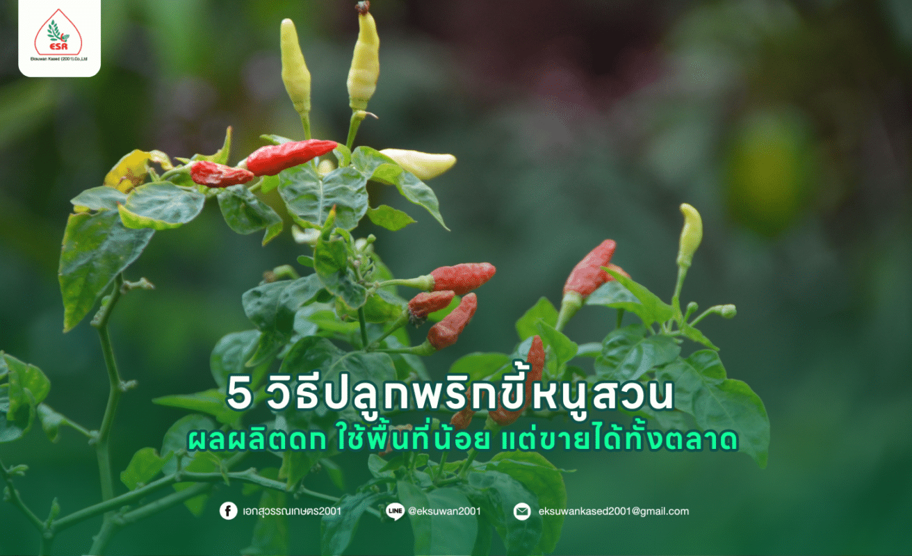 5 วิธีปลูกพริกขี้หนูสวน ผลผลิตดก ใช้พื้นที่น้อย แต่ขายได้ทั้งตลาด