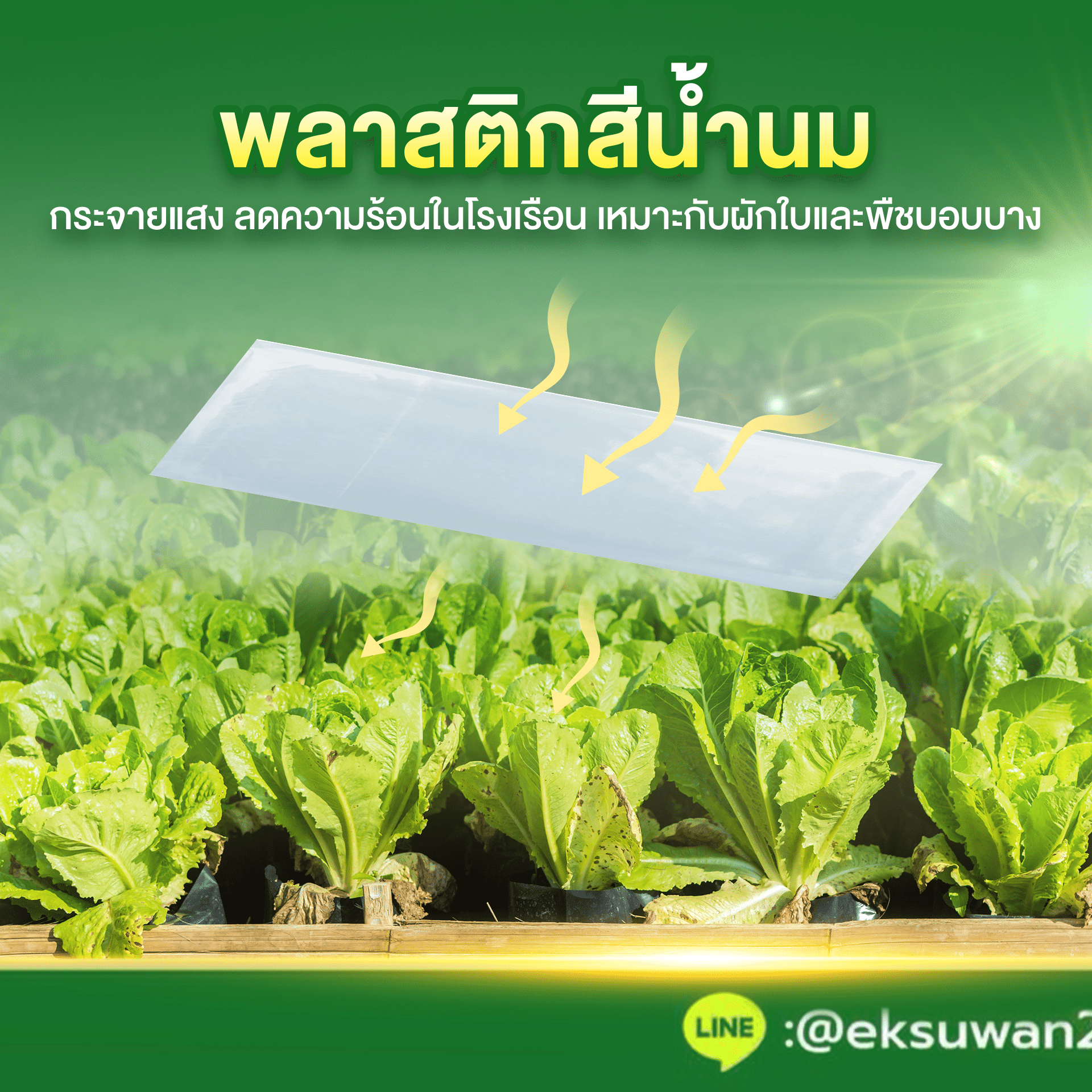 พลาสติกโรงเรือนสีขาวขุ่น