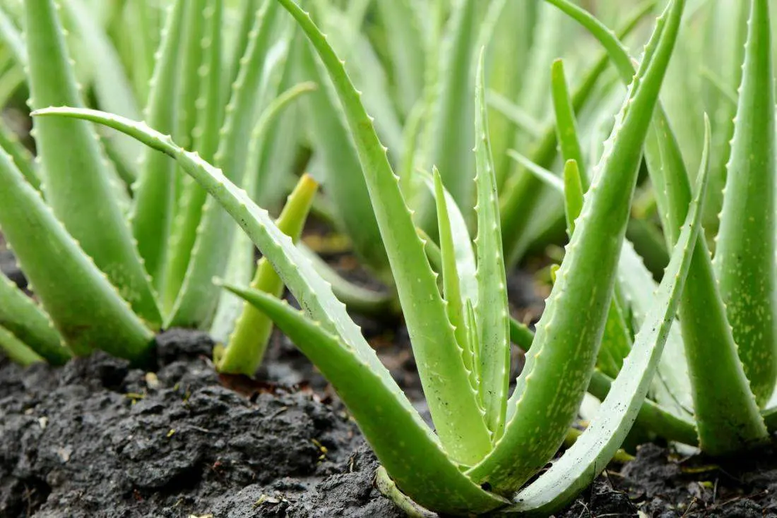 9. ว่านหางจระเข้ (Aloe Vera)
