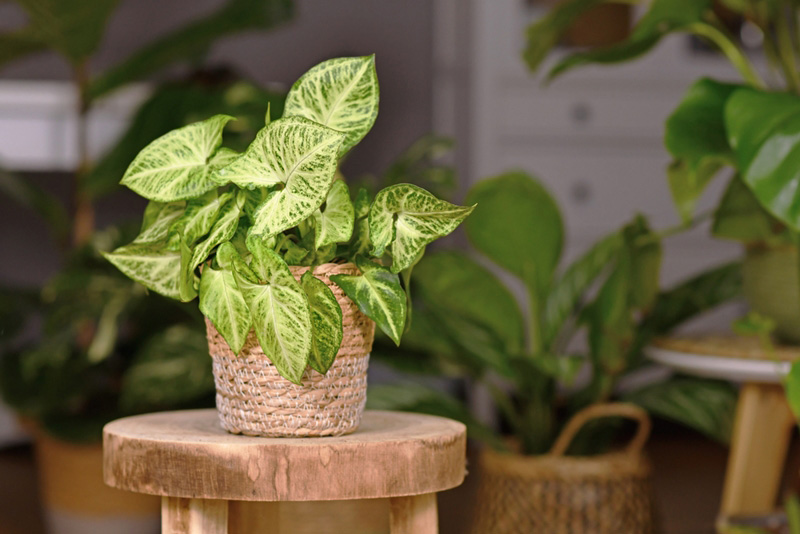 10. เงินไหลมา (Epipremnum pinnatum ‘Cebu Blue’)