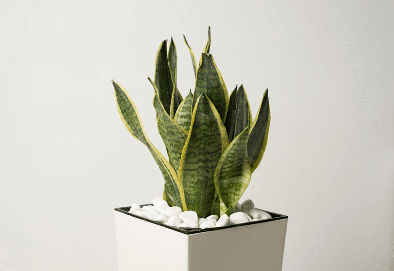 1. ลิ้นมังกร (Sansevieria)