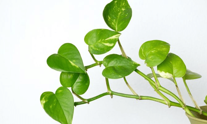 2. พลูด่าง (Epipremnum aureum)
