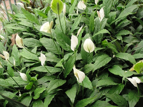 4. เดหลี (Spathiphyllum)