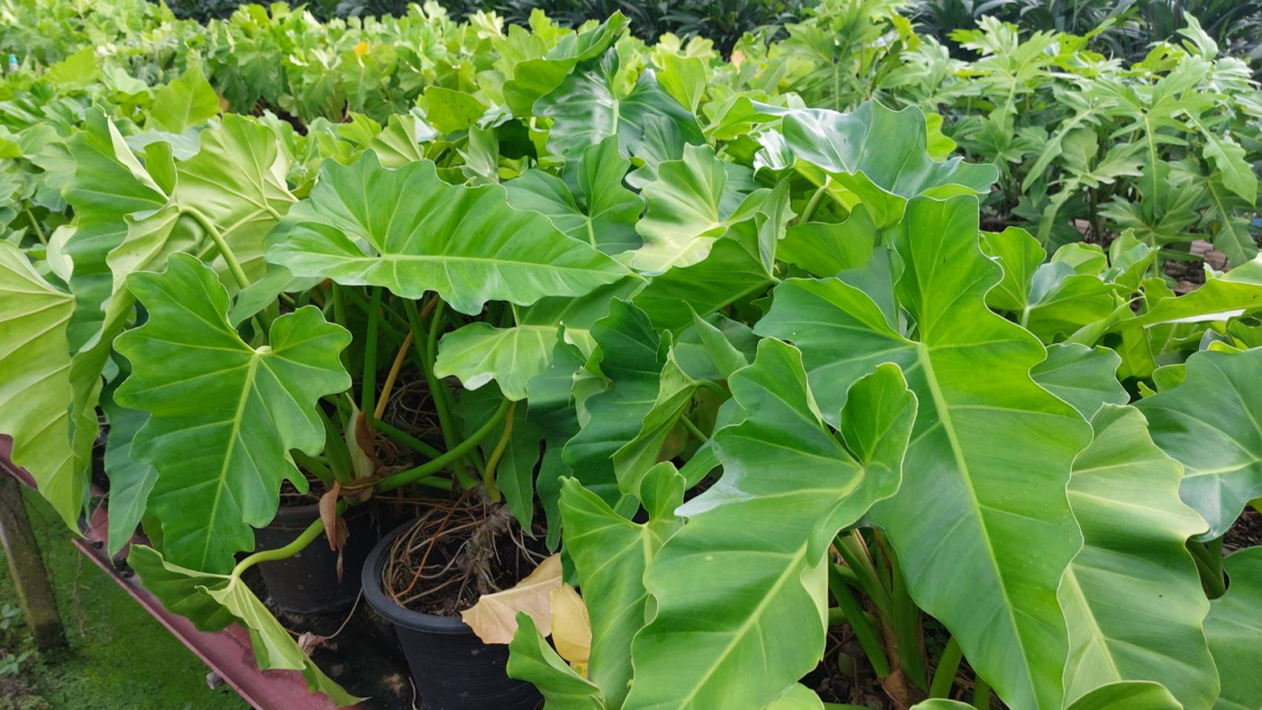 5. ฟิโลเดนดรอน (Philodendron)