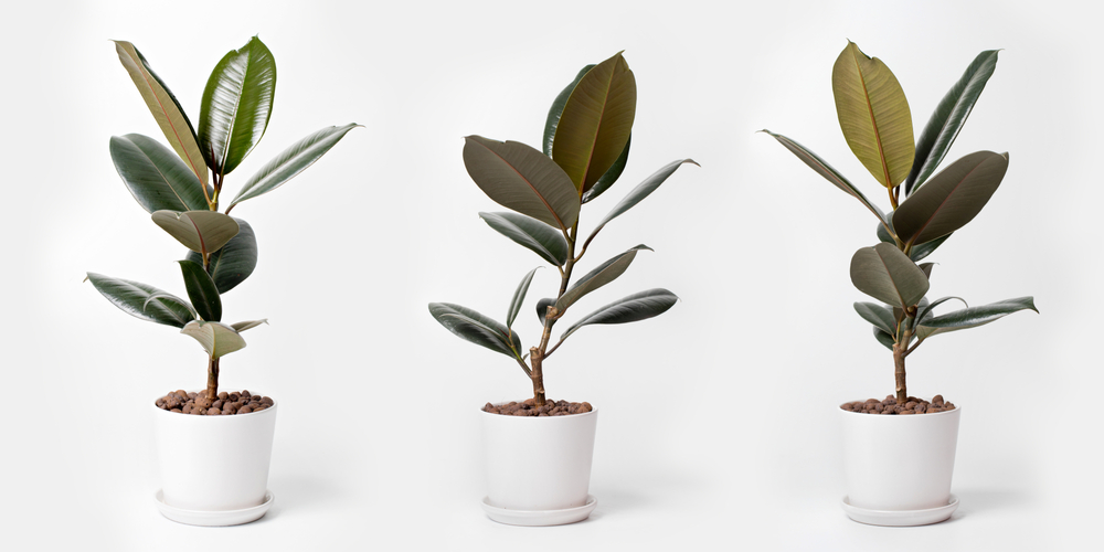 6. ยางอินเดีย (Ficus elastica)