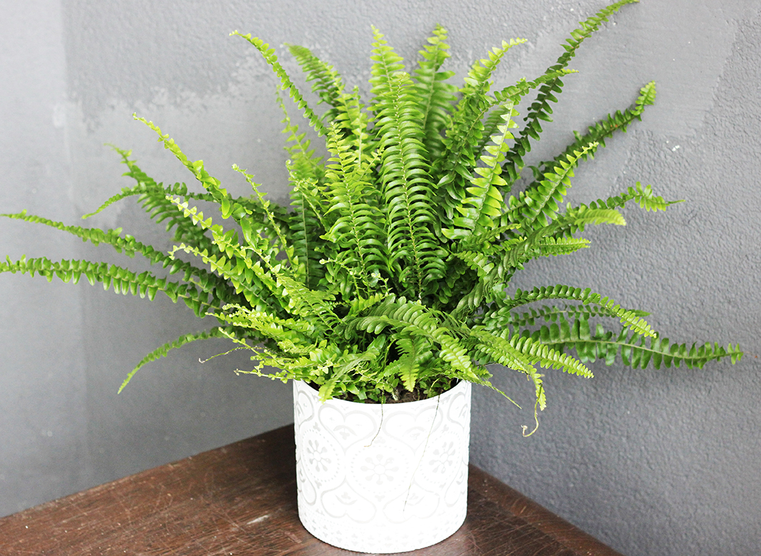 7. เฟิร์นบอสตัน (Boston Fern)