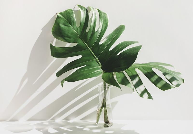8. มอนสเตอร่า (Monstera deliciosa)